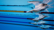МПК объявил о назначении К. Николсона руководителем  Федерации Всемирного паралимпийского плавания